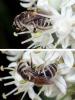 Halictinae inconnu